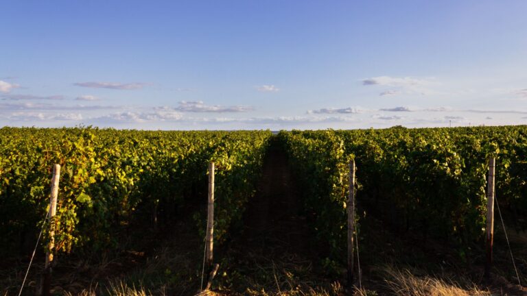 Côte-d’Or : 2ème département le plus gourmet