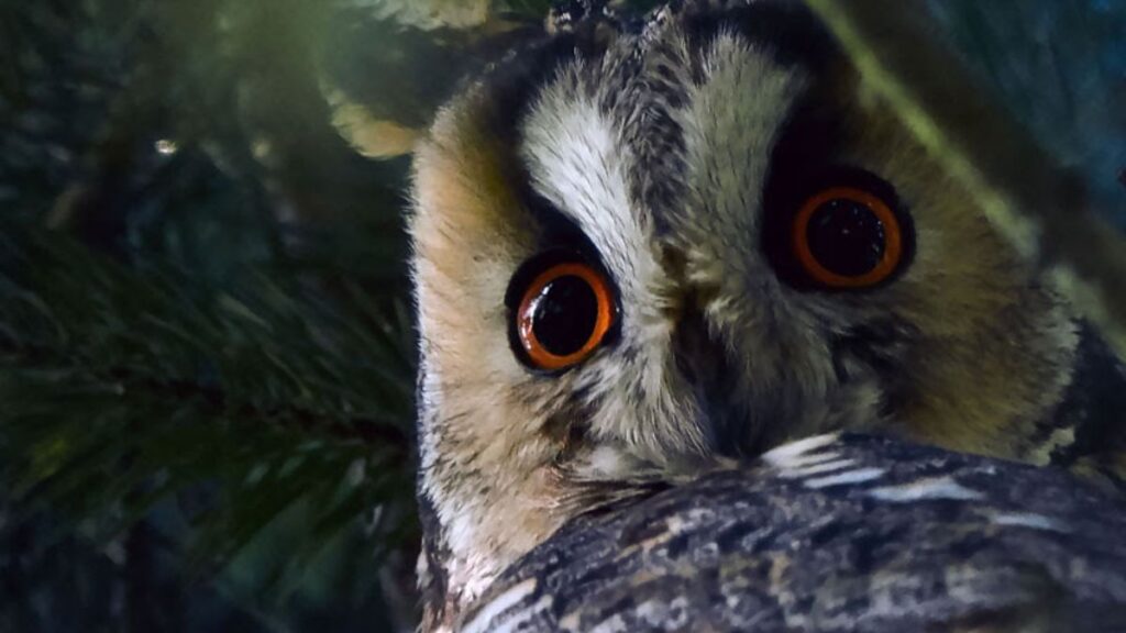 Les Nuits des Forêts au Parc national de forêts : le rendez-vous magique de l'été