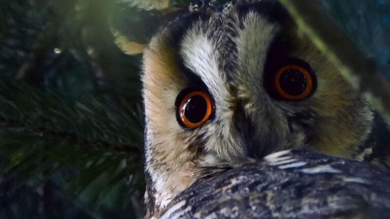 Les Nuits des Forêts au Parc national de forêts : le rendez-vous magique de l'été